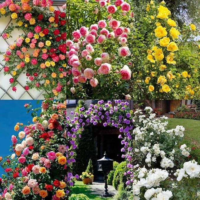 🌹 Elegant Climbing Rose Flower Seeds Beautiful Blooming Garden Roses
