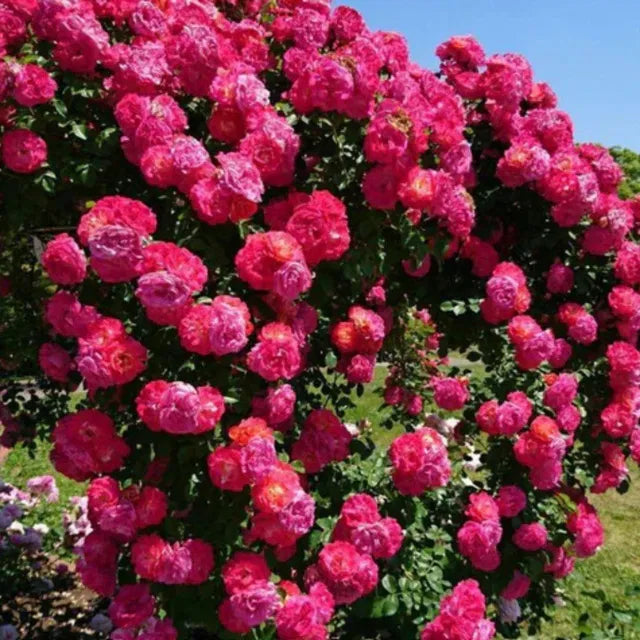 🌹 Elegant Climbing Rose Flower Seeds Beautiful Blooming Garden Roses